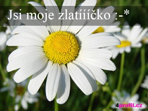 jsi moje zlatko